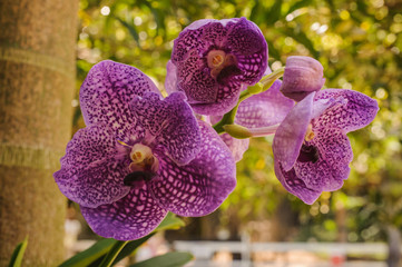 Beautiful purple orchid  flower - phalaenopsis
