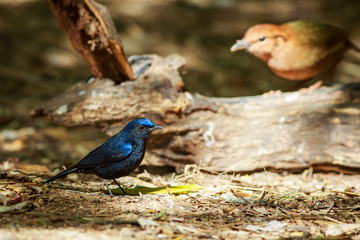 Bird,Large Niltava | Birds of Thailand: Siam Avifauna-On the DOI Inthanon, Chiang Mai Province Country Thailand