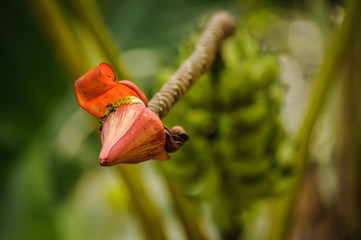 pink banana flower close up