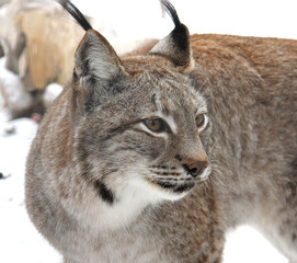 Lynx