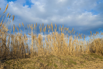 Fototapeta premium Reeds on a cloudy sky