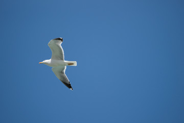 fliegende Silbermoewe