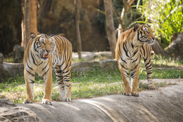 Two bengal tigers walking