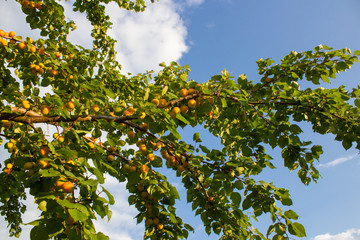 Fototapeta na wymiar apricots on tree