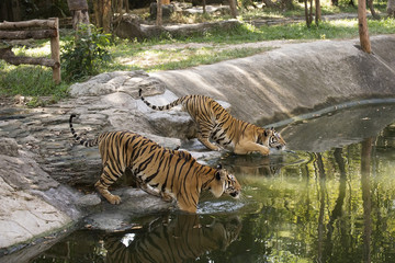 Fototapeta na wymiar Two bengal tigers