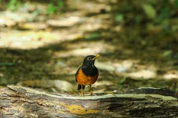 Bird,Black-breasted Thrush, Turdus dissimilis (Doi Ang Khang, Chiang Mai, Thailand)