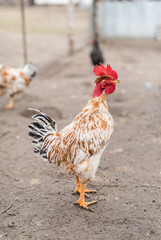 Nacked neck rooster.