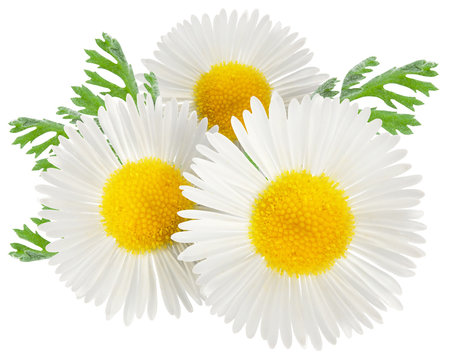 Chamomile with leaves on a white background.