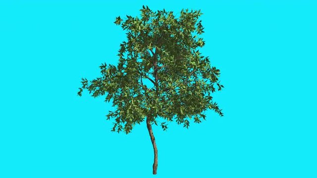 Orange Thin Tree on Chroma Key Blue Screen Tree Swaying at the Wind Green Crown Fluttering Leaves Summer Sunny Day Computer Generated Animation