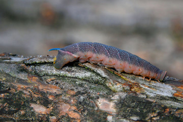 Gąsienica mimas © Tomek Kiecana