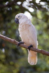 White Cockatoo