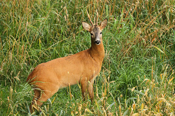 Kapitaler Rehbock steht am Feldrand im Gras