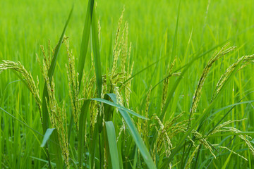 Rice Field