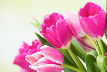 frische tulpenblüten