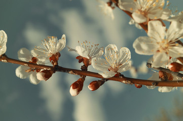 Apricot tree branch with flowers and buds. Retro toned.