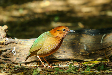 Bird,Rusty-naped Pitta-Doi Ang Khang, Chiang Mai, Thailand.