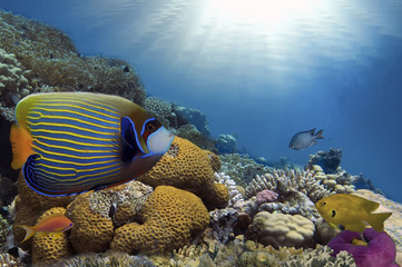Naklejka premium Tropical Fish on Coral Reef