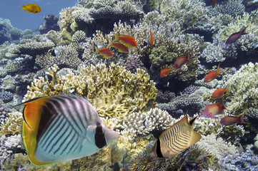 Naklejka na ściany i meble Tropical Fish on Coral Reef in the Red Sea