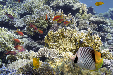 Naklejka na ściany i meble Tropical Fish on Coral Reef in the Red Sea