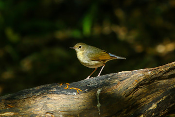 Bird,Bird Siberian blue robin-On the DOI Inthanon, Chiang Mai Province Country Thailand