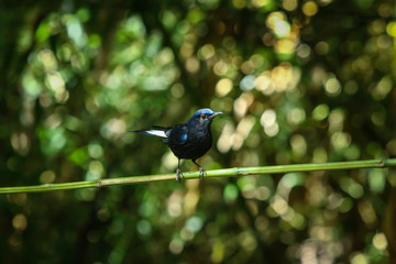 Bird,Large Niltava | Birds of Thailand: Siam Avifauna-On the DOI Inthanon, Chiang Mai Province Country Thailand