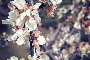 Almond flower in Foz Coa, Portugal