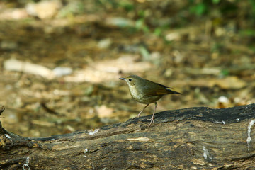 Bird,Bird Siberian blue robin-On the DOI Inthanon, Chiang Mai Province Country Thailand
