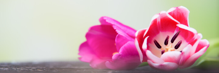 romantische tulpenblüten als gutschein