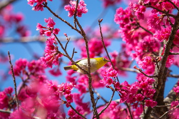 Bird,Oriental White-eye,Birds on a cherry tree,cherry tree -Doi Ang Khang, Chiang Mai, Thailand.