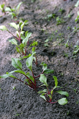 mangold in the garden