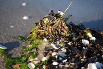 Muscheln und Seetang am Strand