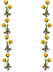 spring flowers tulips isolated on white background