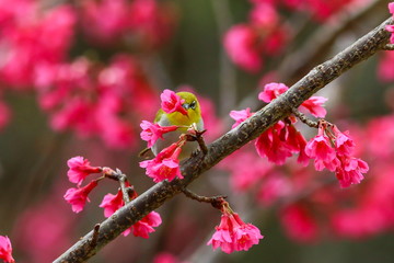 Bird,Oriental White-eye,Birds on a cherry tree,cherry tree -Doi Ang Khang, Chiang Mai, Thailand.