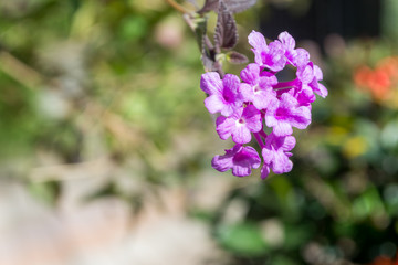 beautiful purple flower in Japanese garden