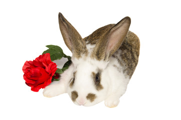 Cucciolo di coniglio con rosa rossa