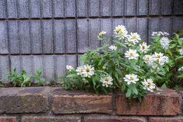 beautiful white flower of flowerpot at garden home in Japan