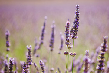 Purple lavender flowers, Sunset over a summer lavender field, Provence, France