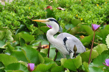 Grey Heron in lotus pond, Maldives