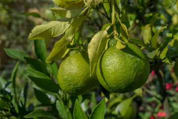 Immature green Yuzu fruit in Japanese garden