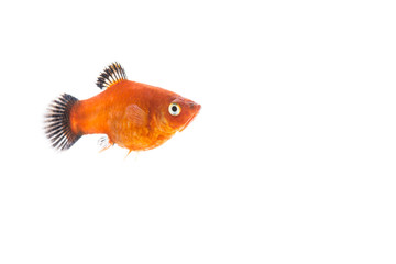 gold fish isolated