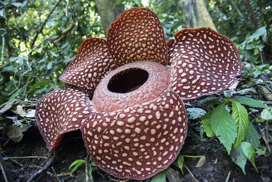Rafflesia, la flor m&aacute;s grande del mundo en la jungla de Sumatra. Indonesia 