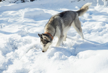 Dog breed Husky