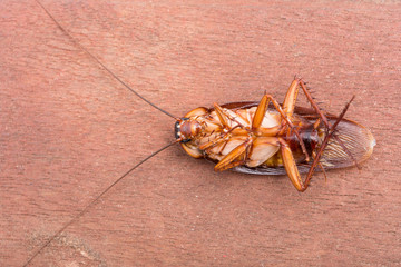 Cockroaches dead