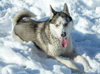 Dog breed Husky