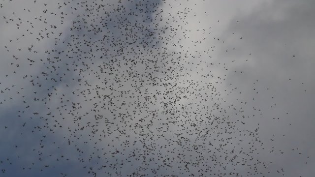 A swarm of insects in the desert