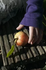 Tapeten pak een appeltje © petradejongstock