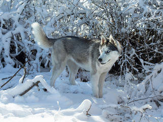 Dog breed Husky