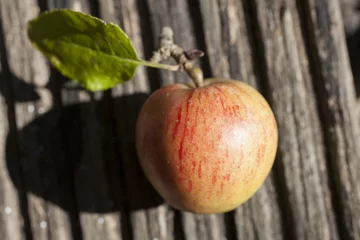 Tapeten Herfst appel liggend © petradejongstock