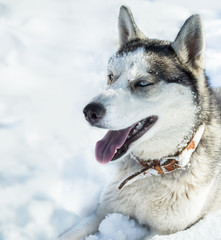 Dog breed Husky