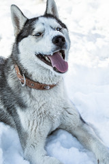 Dog breed Husky